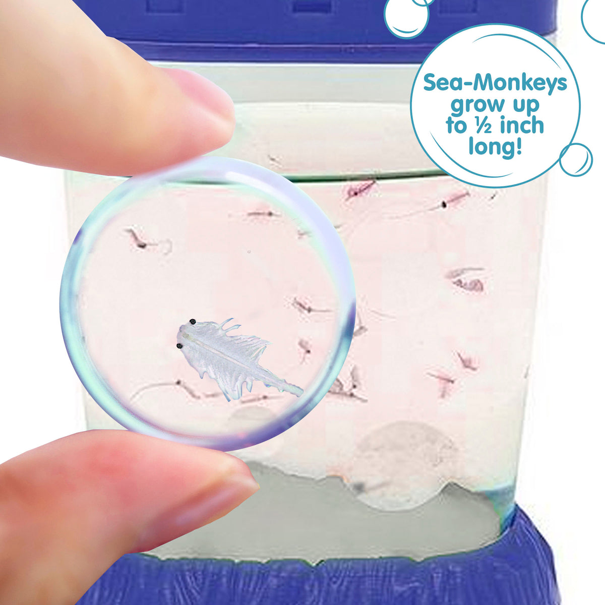 Fingers holding a small magnifying glass up to the aquarium. Two magnified are visble. There is a callout in a circle that reads " grow up to 1/2 inch long!"