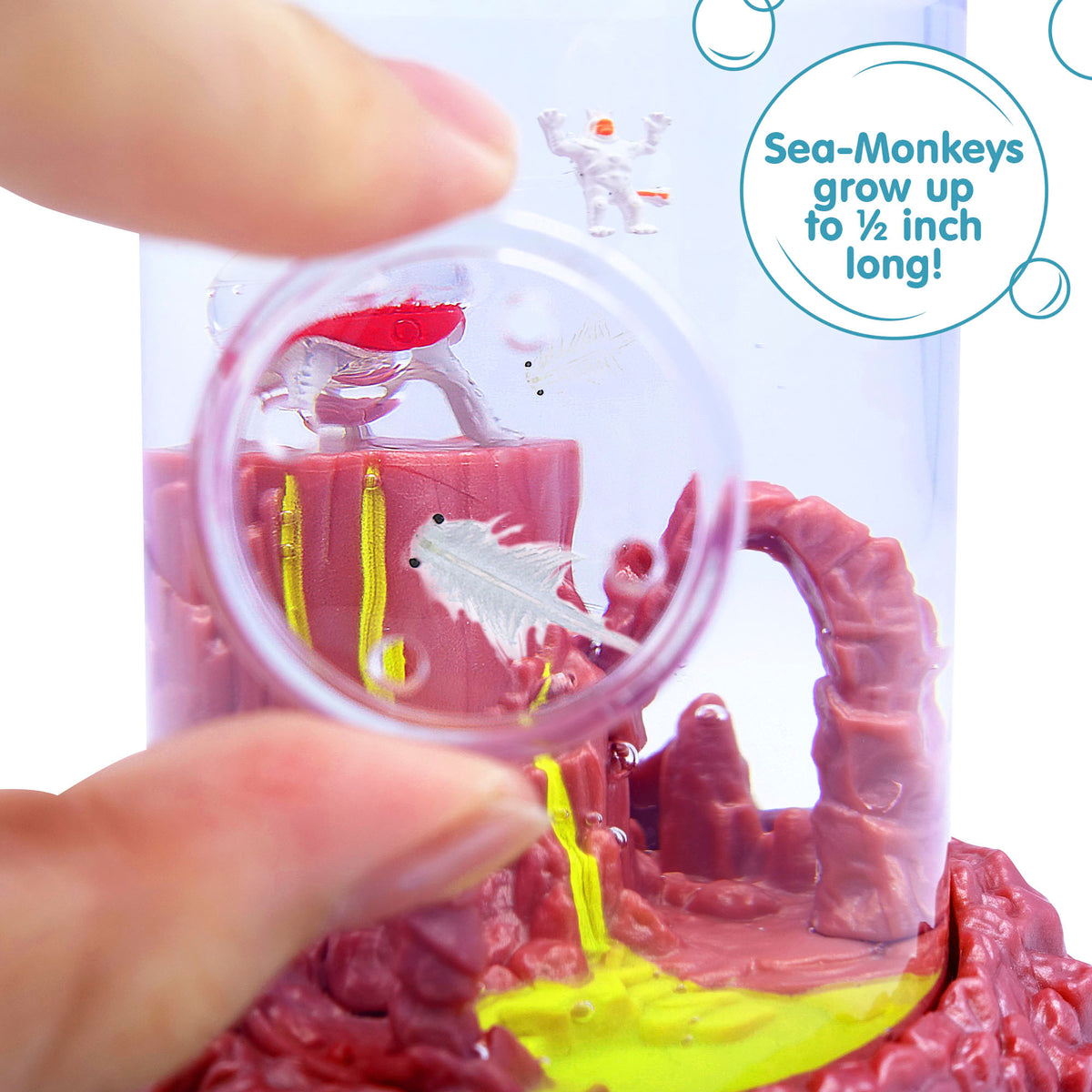 Fingers holding a small magnifying glass up to the aquarium. Two magnified are visble. There is a callout in a circle that reads " grow up to 1/2 inch long!"