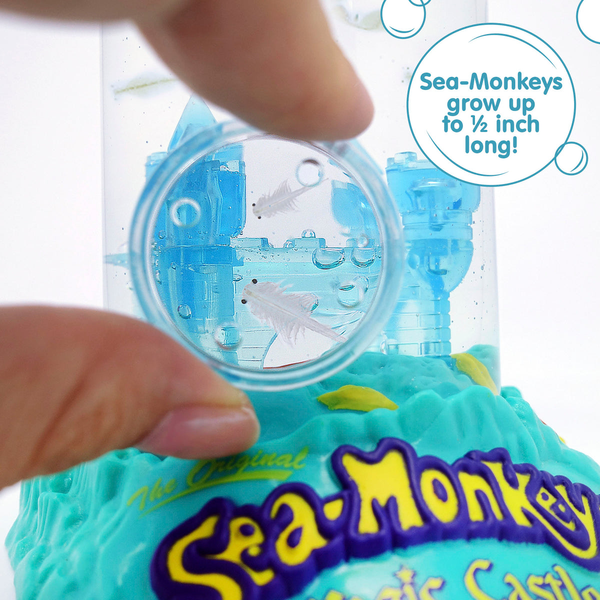 Fingers holding a small magnifying glass up to the aquarium. Two magnified are visble. There is a callout in a circle that reads " grow up to 1/2 inch long!"